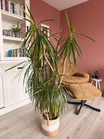 Palm kamerplant met mand, Ophalen