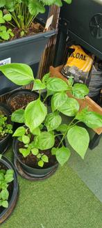 Antroewa, Caroline Reaper, Bishop Crown Peper, Tomatenplant, Tuin en Terras, Planten | Tuinplanten, Ophalen, Volle zon, Groenteplanten