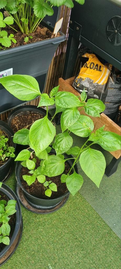 Antroewa, Caroline Reaper, Bishop Crown Peper, Tomatenplant, Tuin en Terras, Planten | Tuinplanten, Eenjarig, Groenteplanten, Volle zon