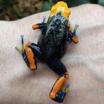 Dendrobates tinctorius 'Tumucumaque', diverse bloedlijnen, Dieren en Toebehoren, 0 tot 2 jaar