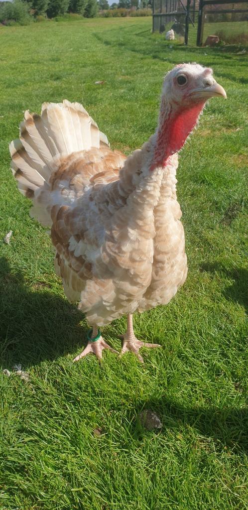 Ronquière kalkoenen vaal & geelschouder getekend, Dieren en Toebehoren, Pluimvee, Kalkoen, Mannelijk