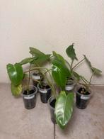 Philodendron verde paraiso, Ophalen of Verzenden, Halfschaduw, Minder dan 100 cm