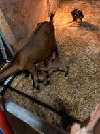 Dwerg geiten met lammeren, Meerdere dieren, Geit, 0 tot 2 jaar