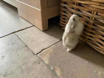 Hamster en twee kooien plus buizenstelsel beschikbaar voor biedingen