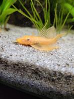 Ancistrus Longfin gold., Dieren en Toebehoren, Vissen | Aquariumvissen, Vis