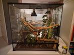 Terrarium met Jemen kameleon, Ophalen, Zo goed als nieuw, Terrarium of Paludarium