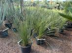 Dasylirion longissimum - Mexicaanse grasboom te koop, Tuin en Terras, In pot, Minder dan 100 cm, Overige soorten, Volle zon