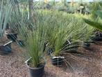 Dasylirion longissimum - Mexicaanse grasboom te koop, Tuin en Terras, Planten | Bomen, Bloeit niet, Minder dan 100 cm, Volle zon