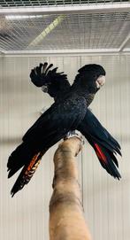 1-1 Roodstaart kaketoes, Meerdere dieren, Papegaai