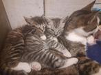 katerje grey, Dieren en Toebehoren, Katten en Kittens | Overige Katten, Kater, Kortharig, 0 tot 2 jaar