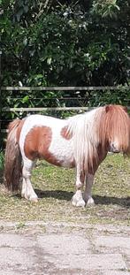 Gevraagd vos bonte pony merrie, Dieren en Toebehoren, Paarden en Pony's | Dekhengsten en Fokmerries, Merrie