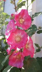 Stokroos zaden kleuren mix, Ophalen, Volle zon