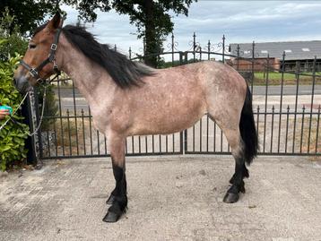 Mooie forse pony beschikbaar voor biedingen