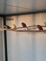 Roodbuikturquasine, Dieren en Toebehoren, Vogels | Parkieten en Papegaaien, Meerdere dieren, Parkiet, Geringd