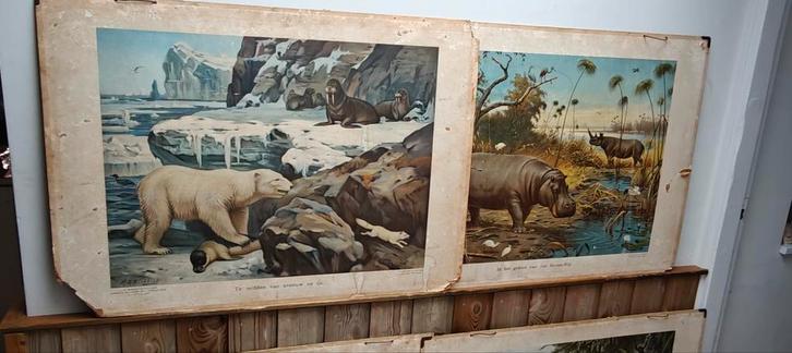 4 Oude schoolplaten M.A. Koekkoek - Dieren in hun omgeving, Antiek en Kunst, Antiek | Schoolplaten, Natuur en Biologie, Ophalen