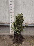 Carpinus betulus haagbeuken in verschillende maten, Tuin en Terras, Ophalen of Verzenden, Laurier, Minder dan 100 cm