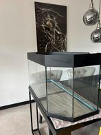 Glazen kooi / aquarium juwels, Kooi, Minder dan 60 cm, Hamster, Gebruikt