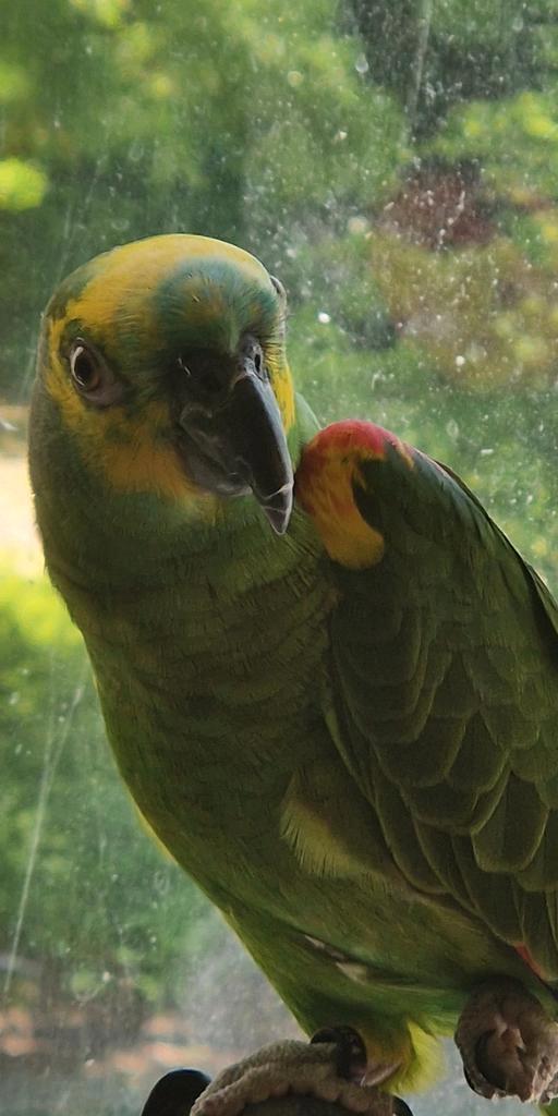 Lieve blauwvoorhoofd amazone, Dieren en Toebehoren, Vogels | Parkieten en Papegaaien, Papegaai, Mannelijk, Tam