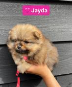 6 Pomeranian pups met FCI stamboom in NL geboren, Dieren en Toebehoren, Keeshond, 8 tot 15 weken, Teef, Meerdere