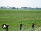 Weidegang en Stalling gezocht, Dieren en Toebehoren, Weidegang