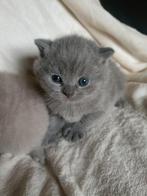Schitterend Britse korthaar katertje beschikbaar kitten, Kater, Gechipt, 0 tot 2 jaar