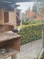2x zwart/witte duiven, Dieren en Toebehoren, Meerdere dieren, Postduif