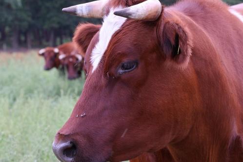 3 stamboek Brandrode runderen, Dieren en Toebehoren, Runderen, Vrouwelijk, 7 tot 10 jaar
