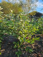 Kornoelje (Cornus alba 'Kesselringii'), Ophalen, Overige soorten, Struik, Minder dan 100 cm