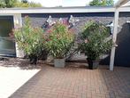 Prachtige orianders met pot., Tuin en Terras, Planten | Tuinplanten, Ophalen, Vaste plant, Overige soorten, Volle zon