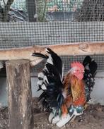 Chabo kriel kippen hanen en hen, Dieren en Toebehoren, Pluimvee, Meerdere dieren, Kip