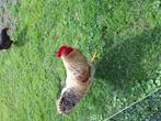 Grote bielefielder haan, Dieren en Toebehoren, Mannelijk, Kip
