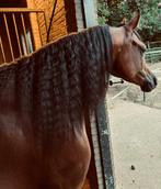 Arabische volbloeds/ Arabier, Merrie, Minder dan 160 cm, Gechipt, Niet van toepassing