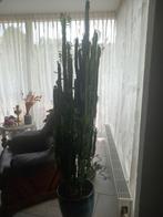 Cactus, Ophalen of Verzenden