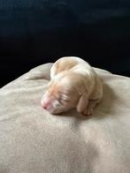 Dwerg teckel pups dachshund, Dieren en Toebehoren, Honden | Teckels en Dashonden, Rabiës (hondsdolheid), 8 tot 15 weken, Korthaar