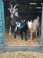 Dwergbokje, Dieren en Toebehoren, Schapen, Geiten en Varkens, Mannelijk, Geit