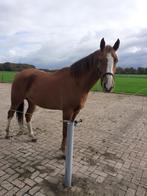 paard, Dieren en Toebehoren, Paarden, Gechipt, Ruin, 3 tot 6 jaar, 160 tot 165 cm