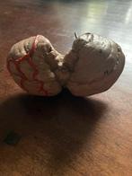 Anatomie schildklier, Antiek en Kunst, Curiosa en Brocante, Ophalen of Verzenden