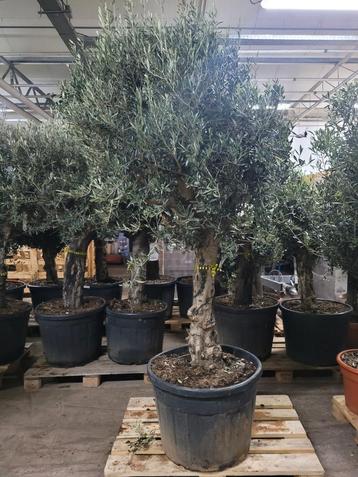 olijfboom 2m25 op oude stam 