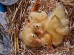 Loopeenden kuikens, Dieren en Toebehoren, Pluimvee, Meerdere dieren, Eend