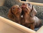 Prachtige dwerg teckel pups, Dieren en Toebehoren, CDV (hondenziekte), 8 tot 15 weken, Korthaar, Dwerg