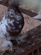 Kroppers tilduiven Haagse Spaans, Dieren en Toebehoren, Vogels | Duiven, Vrouwelijk