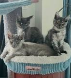 Prachtige, heel sociale Maine Coon kittens, Dieren en Toebehoren, Katten en Kittens | Raskatten | Langhaar, Kater, Ontwormd, 0 tot 2 jaar
