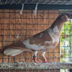 Duiven man te koop, Dieren en Toebehoren, Vogels | Duiven