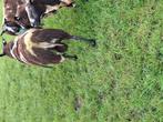 Mooie bonte ram  dubbel arr, Dieren en Toebehoren, Schapen, Geiten en Varkens, Mannelijk, Schaap