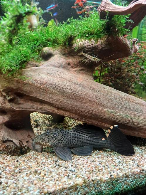 Leporacanthicus triactis L091, Dieren en Toebehoren, Vissen | Aquariumvissen, Zoetwatervis, Vis