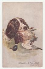 Jacht.  Jachthond met eend.   Spaniel & Mallard., Verzenden, Voor 1920, Ongelopen, Overige thema's