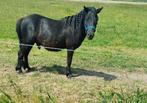Shetlander pony te koop, Hengst, A pony (tot 1.17m), Recreatiepony, Ontwormd