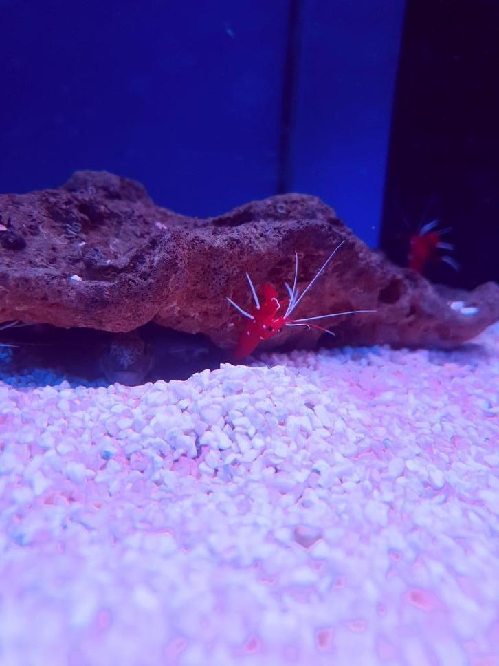 Poetsgarnaal, Dieren en Toebehoren, Vissen | Aquariumvissen, Zoutwatervis, Vis