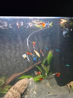 Guppies mannetjes, Vis