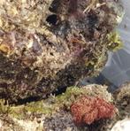 Super kwaliteit levend steen, Dieren en Toebehoren, Vissen | Aquaria en Toebehoren, Ophalen, Plant(en), Steen of Hout